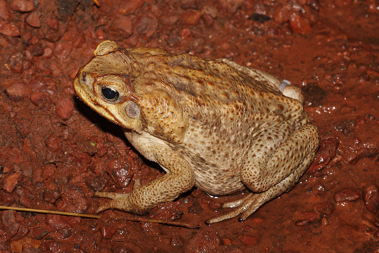 toad